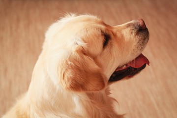 Dog golden retriever close-up