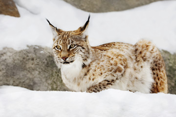 Obraz premium Евразийская рысь.