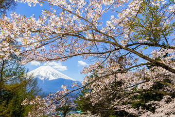 The Mount Fuji.Foreground is a cherry blossoms.The shooting location is Fujiyoshida City, Yamanashi Prefecture, Japan.