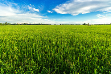 Beautiful green cornfield with sunset sky background.