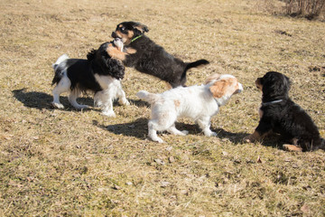 young doggies playing outside with themself running, jumping and beating at sunny early spring day
