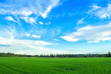 Beautiful green cornfield with sunset sky background.