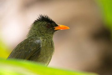 Nahaufnahme eines Seychellen-Bülbüls (Hypsipetes crassirostris) auf Praslin, Seychellen.