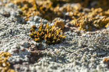 insect masked among the rocks and moss
