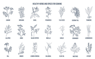 Hand drawn set of culinary herbs and spices