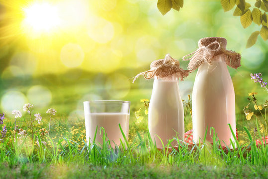 Organic milk on grass in a sunny meadow with flowers