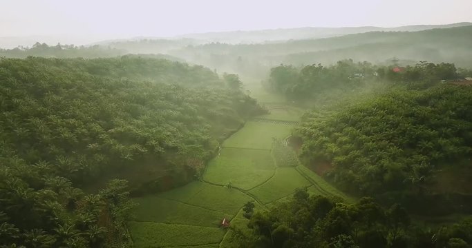 Beautiful aerial scenery from a drone flying backward above rice field and palm oil plantation at Sukabumi, West Java, Indonesia. Shot in 4k resolution