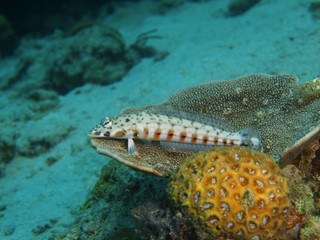 Coral fish