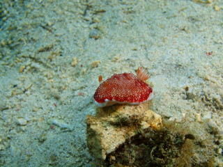 True sea slug
