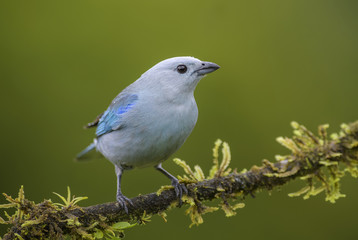 Blue-gray Tanager - Thraupis episcopus, beautiful colorful blue perching bird from Costa Rica forest.