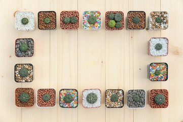 Cactus plants in the pot on brown wooden table