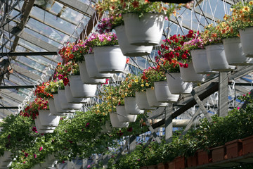 Fototapeta na wymiar Petunia. Colorful spring and summer flowers in hanging pots in a greenhouse. Colored petunias in pots. Floral pattern, diagonal composition 