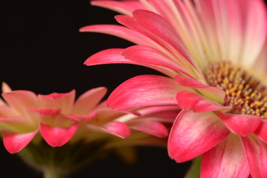 Fototapeta Gerbera powiększenie- makro