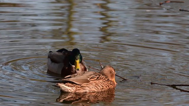 Mallard pair search feed on a pond, winter, (anas platyrhynchos)