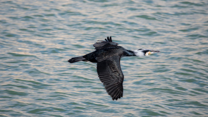 Cormorant flying low over water