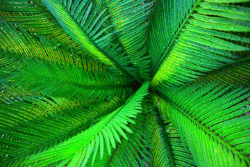 Green leaf palm tree texture closeup background
