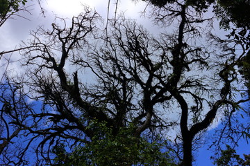 low angle view of tree branch