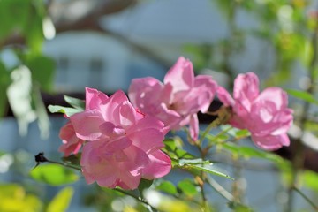 Fototapeta na wymiar Pink rose flower,Shot in Hsinchu,Taiwan
