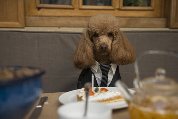 Serious dog celebrates in a restaurant 
