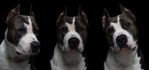 dog fighting breeds - American pit bull terrier - on a black background in studio isolated. collage