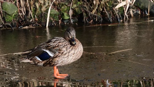 Mallard female sitting on ice and clean her feathers, winter, (anas platyrhynchos)
