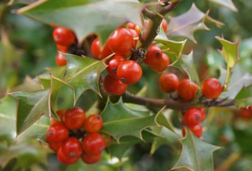 Branch of Ilex aquifolium with red berries, selective focus