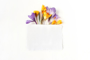 Easter floral composition. Yellow and violet crocuses flowers and blank paper card on white wooden background. Spring mockup scene. Flat lay, top view.