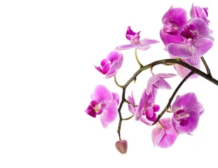 Foto op Canvas orchid isolated on white © fotofabrika