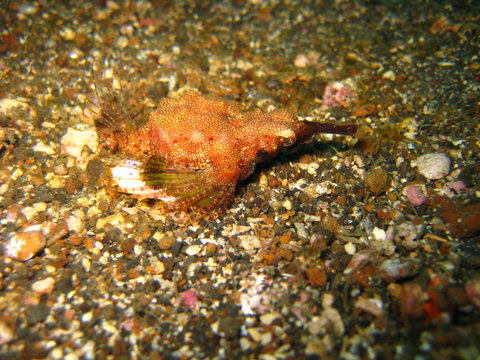 Fl&uuml;gelrossfisch