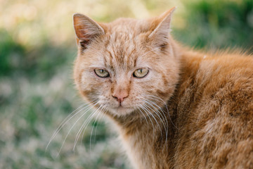 Cat portrait in garden