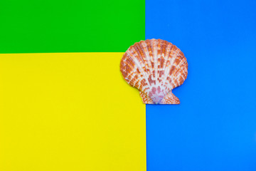 Sea shells on abstract  background. Summer concept with free place for designers