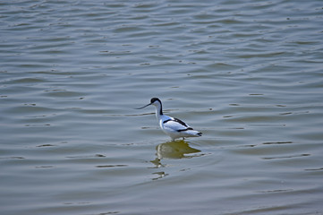 The birds of the sea