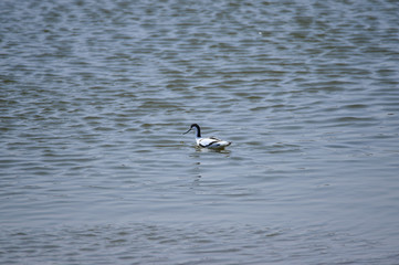 The birds of the sea