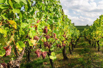 Fototapeta na wymiar Ripe grapes in fall in Alsace, France