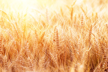 Ears of golden wheat closeup. Wheat field