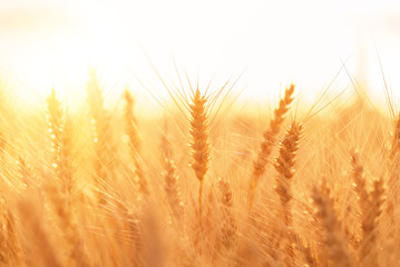 Ears of golden wheat closeup. Wheat field