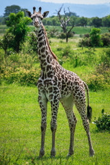 Looking at You and Standing Girraffe, Mikumi National Park, Tanzania