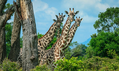 Four wondering Girraffes with Head and Neck, Mikumi  National Park, Tanzania