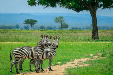 Fototapeta na wymiar Three Zebra in the African Safari, Tanzania