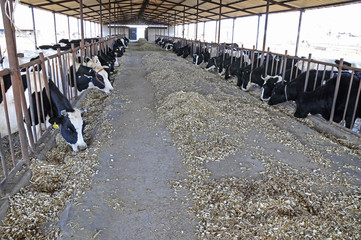 pasture cattle are eating grass