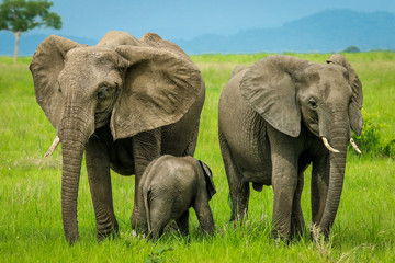 Fototapeta premium Elephant Family - Two Bid Elephants and Elephant Calf, Mikumi National park, Tanzania