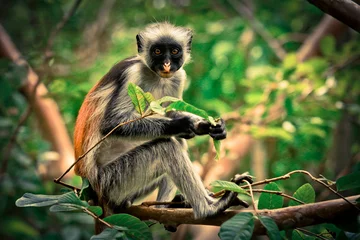 Wall murals Zanzibar Colobus Monkey eating Leaves, Tanzania