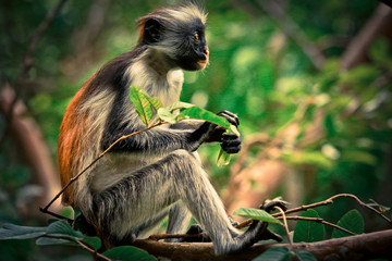 Colobus Monkey eating Leaves, Tanzania