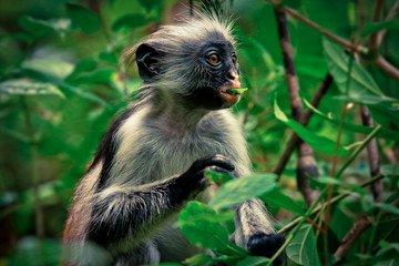  Colobus Monkey eating Leaves, Tanzania