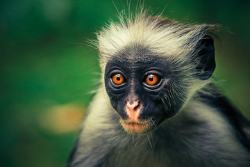 Close up face of the Rare Colobus Monkey, Tanzania