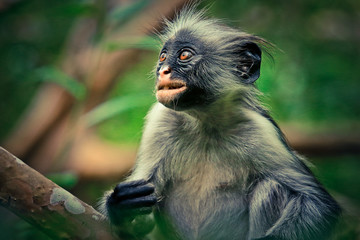 Emotional and Wondering Colobus Monkey, Jozani Forest, Zanzibar, Tanzania