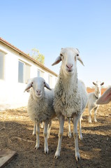 In the pasture flocks of rest