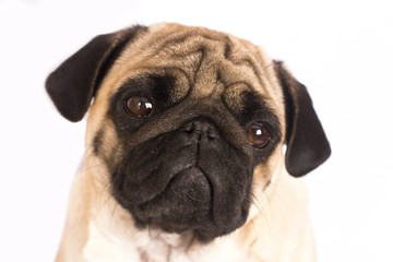 The pug dog sits and looks directly into the camera. Sad big eyes.