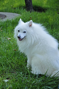 Fox outlet dog white