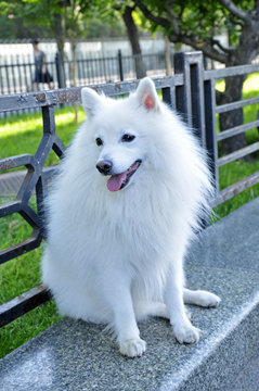 Silver fox dog discount